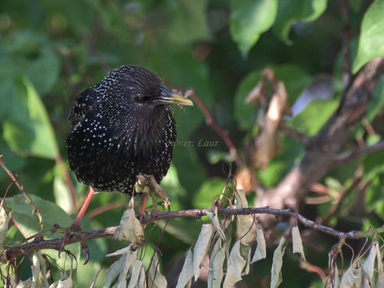 Bird, closeup, color, photo