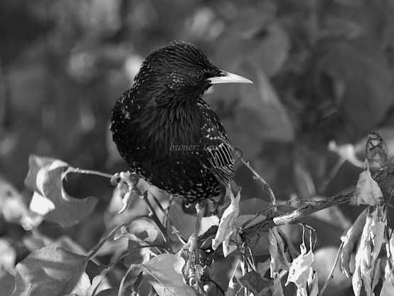 Bird, closeup, black and white, photo