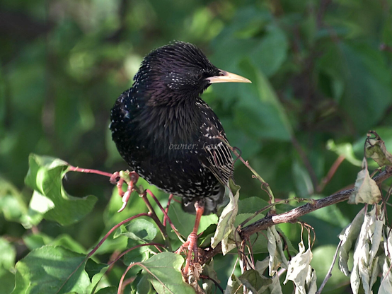 Bird, closeup, color, photo