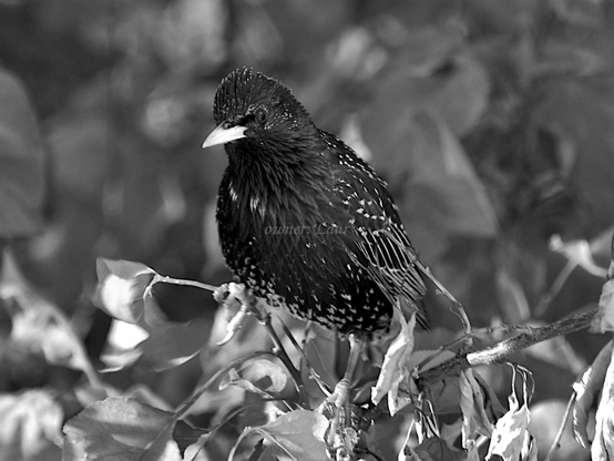 Bird, closeup, black and white, photo