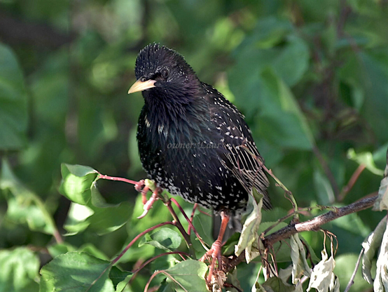 Bird, closeup, color, photo