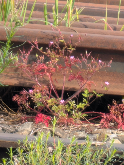 Vor rostenden Gleisen wächst eine Pflanze mit rötlichen, gefiederten Blättern und kleinen rosa Blüten.