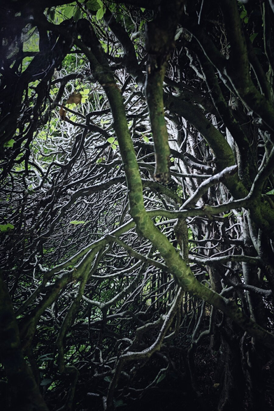 A dense, captivating close-up shot of numerous gnarled, intertwining tree branches forming a natural archway or tunnel. The branches are covered in various shades of green moss and lichen, creating a textured, almost sculptural appearance. A few small green leaves are visible amongst the branches, and a hint of brighter light can be seen through gaps in the canopy, suggesting an opening. The overall mood is mysterious and enchanting, drawing the viewer into the depths of the natural formation.