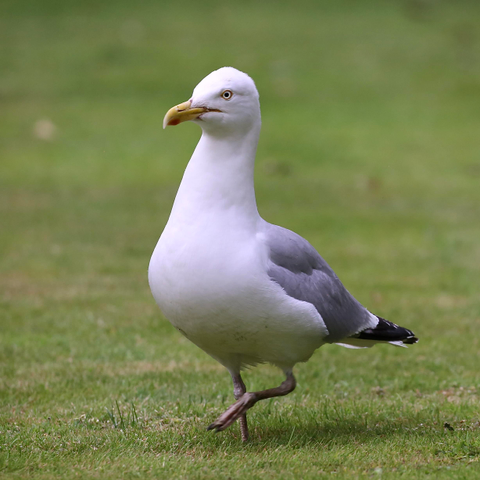 Photo of a Herring Gull. A daily visitor. Almost every evening looking for something left by the Fox, the Squirrels, the Crows, the Magpies, the Blackbirds etc.
The poor Herring Gull is usually disappointed.  ☹️