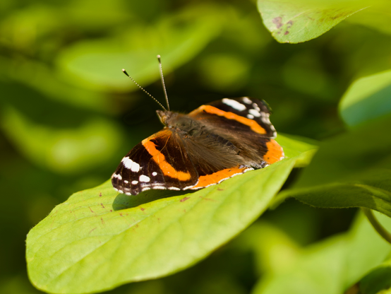 Vanessa atalanta, the red admiral or, previously, the red admirable, is a well-characterized, medium-sized butterfly with black wings, red bands, and white spots. It has a wingspan of about 2 inches. It was first described by Carl Linnaeus in his 1758 10th edition of Systema Naturae. The red admiral is widely distributed across temperate regions of North Africa, the Americas, Europe, Asia, and the Caribbean.