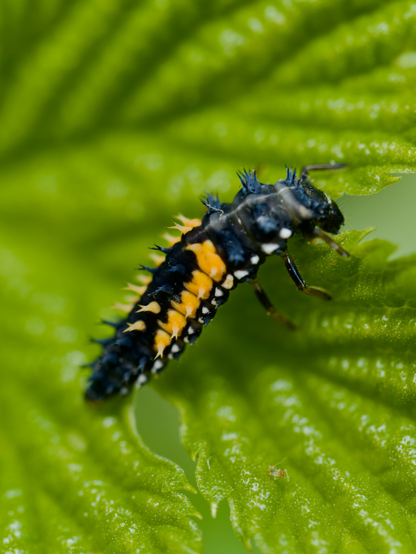 Harmonia is a genus of lady beetles belonging to the subfamily Coccinellinae.