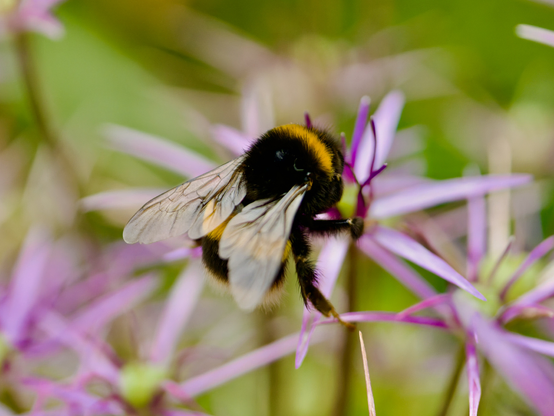 Bombus terrestris, the buff-tailed bumblebee or large earth bumblebee, is one of the most numerous bumblebee species in Europe. It is one of the main species used in greenhouse pollination, and so can be found in many countries and areas where it is not native, such as Tasmania. Moreover, it is a eusocial insect with an overlap of generations, a division of labour, and cooperative brood care. The queen is monogamous which means she mates with only one male.