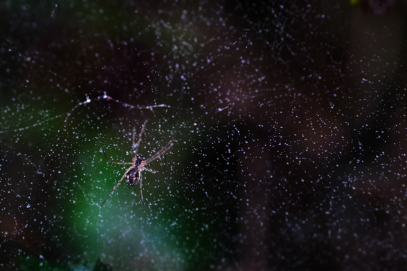 A close-up view of a spider in its web, glistening with dew, set against a blurred green background.