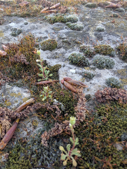 Verschiedene Moose und kleinen Pflanzen mit einem dunklen Stängel und kleinen weißen Blüten wachsen auf einer Steinfläche, einem Mauersims.