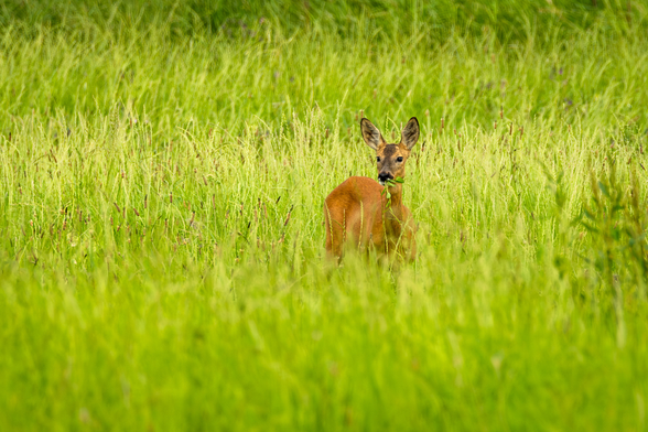 Das Bild zeigt ein Reh, das inmitten eines hohen, grünen Grasfeldes steht und Gras frisst.


Das Bild zeigt ein einzelnes Reh, das in einem Feld aus hohem, hellem, saftig grünem Gras steht. Das Reh steht im Mittelpunkt des Bildes und ist leicht von der Mitte nach rechts verschoben. Es ist ein junger Rehbock mit einem rotbraunen Fell. Seine Ohren sind spitz und aufrecht, und es scheint etwas Gras zu fressen.  Der Hintergrund besteht aus weiterem, gleichmäßig hohen Gras, das sich bis zum Horizont erstreckt. Es gibt keine anderen Tiere oder Menschen im Bild. Die Atmosphäre ist ruhig und friedlich, mit einer sanften, natürlichen Stimmung. Das Bild vermittelt ein Gefühl von Ruhe und Einsamkeit in der Natur. Die Farben sind natürlich und beruhigend, mit den dominierenden Grüntönen des Grases und dem warmen Braunton des Rehes. Das Licht scheint weich und diffuses Tageslicht zu sein, ohne harte Schatten. Das Bild wirkt insgesamt sehr natürlich und ungestellt.
