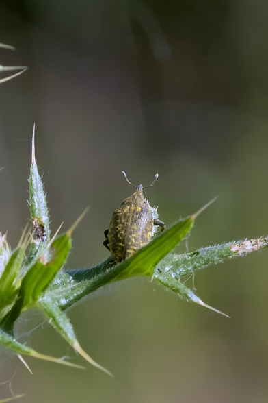A green bug with yellow specks sits on the leaf of a thistle.