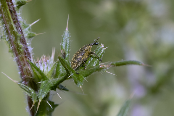 A green bug with yellow specks sits on the leaf of a thistle.