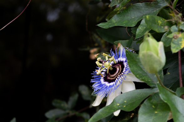 正門脇の植物園会館の壁際を這うように伸びたトケイソウの花。青い時計盤と特徴的な時計の針が印象的。/ 2025.06.01 京都府立植物園・植物園会館から