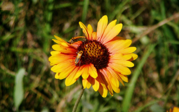 Closeup of a bright yellow flow with a red-brown center and two insects.