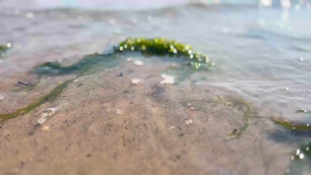 Video of very small, gentle waves crashing on sand at the shore of a beach in jersey Channel Islands. 