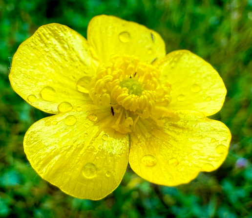 Raindrops on a yellow flower