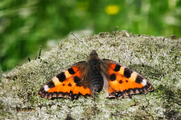A close-up, top-down view of a small tortoiseshell butterfly with vibrant orange wings patterned with black and a hint of blue on the edges. The butterfly is resting with its wings spread open on the textured, light brown, weathered wooden surface of a tree stump. In the blurred background, there's a soft green with a hint of yellow, suggesting foliage.