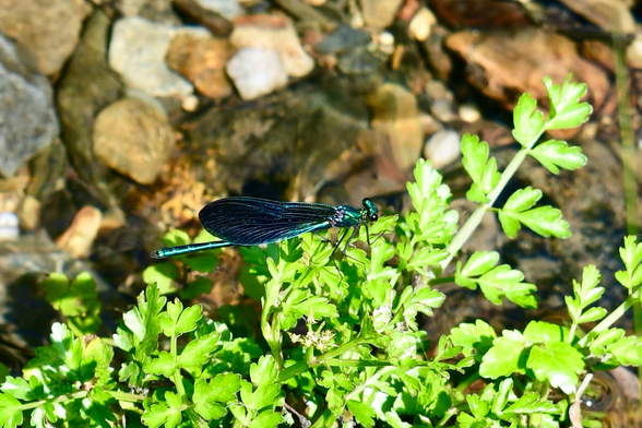 An iridescent damsel fly next to a stream.