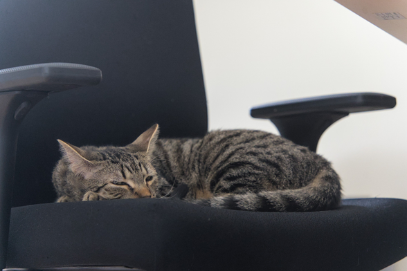 A photo of Ernie, a tabby cat, seemingly just waking up from sleeping on a black office chair. He is still somewhat curled up, tail wrapped 'round, and ears in a neutral position. His eyes have just opened a tiny bit, giving a strong "do I really have to" vibe. If you look closely, his look seem to be cross-eyed, because he is just opening his eyes.