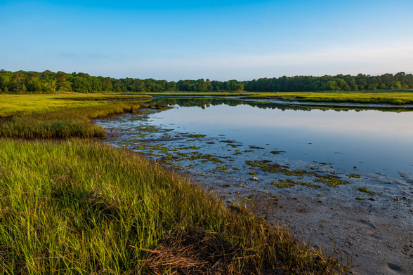 Early morning sun lights the trees. Still water reflects the scene. Low tide exposes mud, shells, and sea weed.
© Tom Goetz. All rights reserved. Training an AI on this image is expressly forbidden.