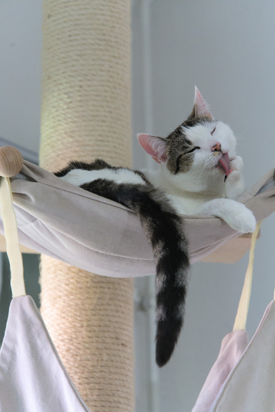 A photo of One, a white and grey cat, relaxedly lying in the top bunk of a scrathing post, his tail hanging over one side, currently busy cleaning himself, and fully focussed on this task. His eyes are closed as he currently ensures his beans are up to hygiene standards (he is licking his front right paw).