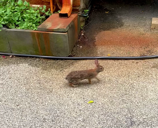 A juvenile rabbit is slowly walking on the driveway and goes under the wooden stairs.
