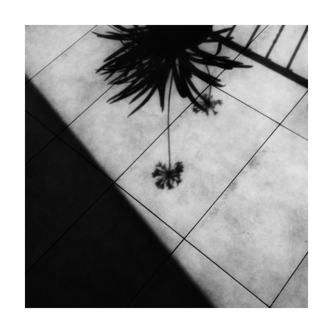 A square black-and-white photograph, framed with a white border, showing the shadow of an Agapanthus plant cast onto a tiled floor. The composition is minimal and graphic, with strong contrast between the lit and shaded areas. The shadow enters from the top center of the frame, with the long leaves radiating outward and a single tall stem extending downward, ending in a spherical flowerhead. Diagonal lines formed by tile joints and the sharp edge of a dark shadow create a geometric structure that contrasts with the organic forms of the plant. The image is softly focused, lending a slightly dreamy, abstract atmosphere.
