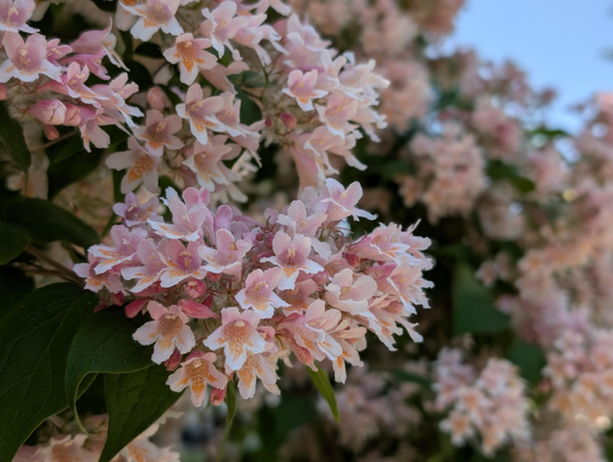 Close-up of a cluster of delicate, trumpet-shaped pink flowers with white edges and yellow centers, blooming densely against a backdrop of green leaves and more blurred flowers in the background, all under bright natural daylight.