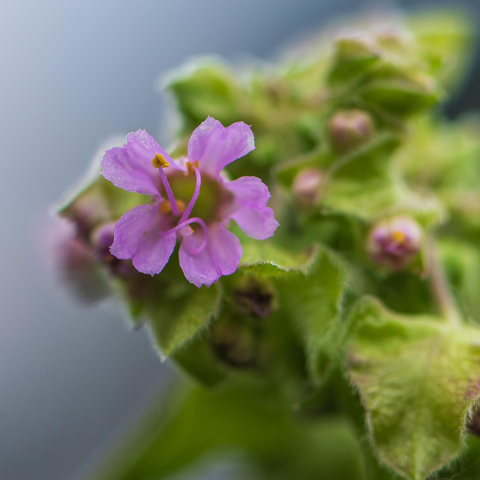 Closeup photograph of a four o'clock (Mirabilis nyctaginea seems likely) with out of focus green flower buds in the background. Four o'clock flowers have five, pink, lobed petals radiating from a center with several long, curling, pink stamens with yellow anthers and a long, curling, pink stigma. The flowers are roughly pea-sized or smaller.