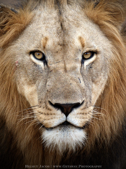 Portrait of a male lion