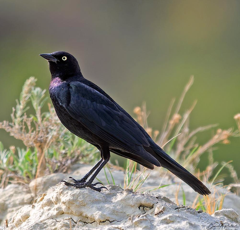 All-dark long-tailed bird with bright yellow iris and glossy purple sheen on the neck and head, perched on a white rock with pale greenery in the background
