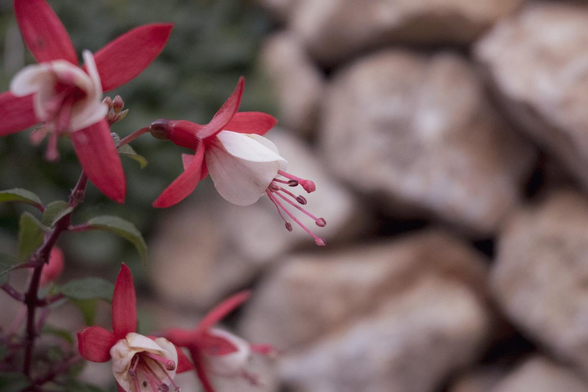 薄茶色の石造りの花壇で咲いている、萼が赤くて花びらが白いフクシア。/ 2025.06.17 六角通から