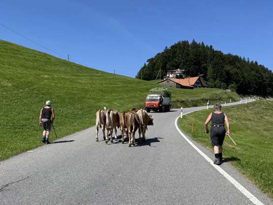 bauer und bäuerin treiben kälber auf der strasse, während ein heuwagen entgegenkommt 