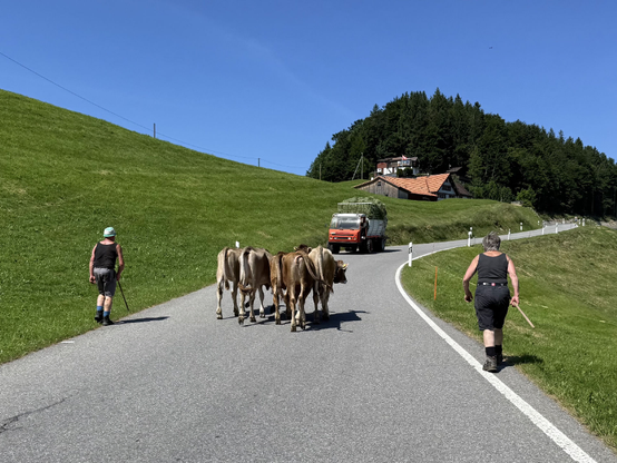 bauer und bäuerin treiben kälber auf der strasse, während ein heuwagen entgegenkommt 