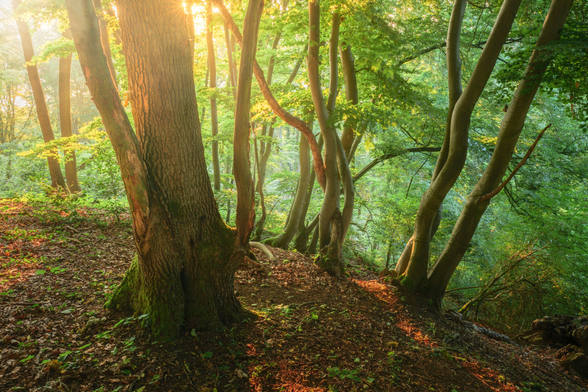 Ein Sonnenaufgang im Wald. Warme Lichtstimmung mit knorrig wachsenden Bäumen. Eichen und Buchen im Bild. Im ganz oben links der Mitte ist die Sonne im Bild.