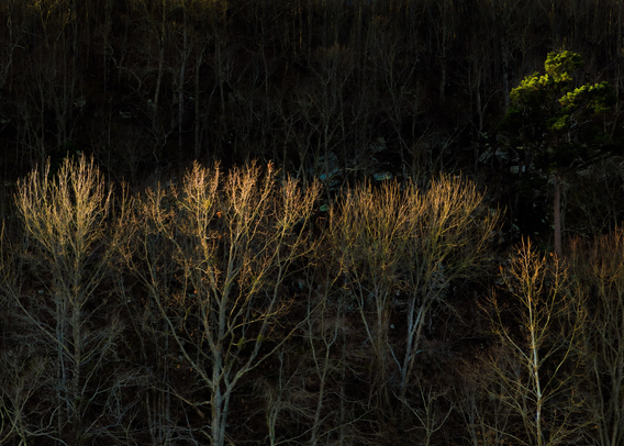 A horizontal image of trees , primarily in their dormant state, set against a dark background. In the foreground, a row of several deciduous trees stands out. Their bare branches, devoid of leaves, are illuminated by a warm, golden light from the left side of the frame. This light highlights the intricate network of their branches, creating a striking contrast against the dark background. The trees appear to be of varying heights, with some reaching taller than others. Behind these illuminated trees, the background is a deep, almost black, expanse of a hillside. The shapes of other trees and some rocky outcrops are faintly visible within this darkness, but they are largely obscured by shadow. To the upper right of the frame, a single evergreen tree with green foliage is visible, also subtly lit. This splash of green provides a small point of color against the otherwise dark and muted tones of the scene.
