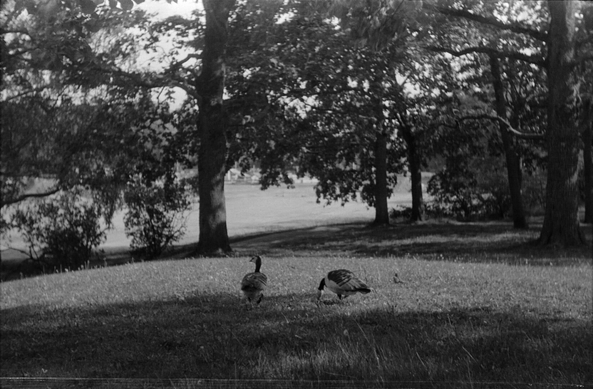 Photo ina park of two geese