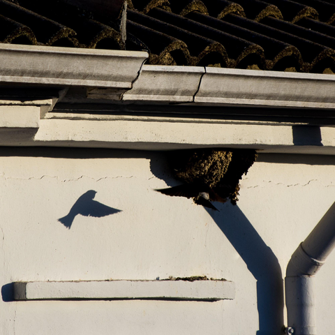 Una golondrina se acerca volando a su nido mientras su sombra se refleja en la pared, creando un parecido con el antiguo logo de twitter.
