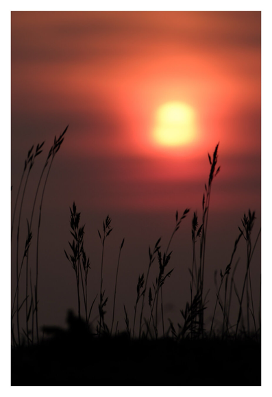 Foto im Hochformat. Die Silhouetten mehrere länglicher Grashalme, die aus dem Boden wachsen. Sie sind dünn und haben an den Spitzen dickere Blattspreiten. Sie sind zwar nur als schwarzer Schatten zu sehen, aber scharf abgebildet. Im Hintergrund ist unscharf die untergehende gelbe Sonne am rot schwarzen Himmel.