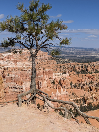 A pine tree with its bare roots holding onto a cliff edge for dear life with beautiful red and white sandstone spires filling the canyon amphitheatre behind it.