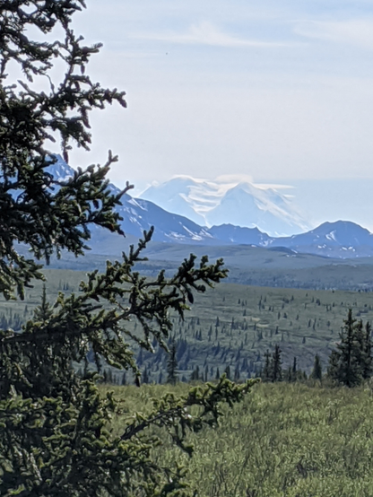 The all white distant mountain with a visible glacial iceway down the middle. Foreground is grassy permafrost tundra with a smattering of small stunted trees.