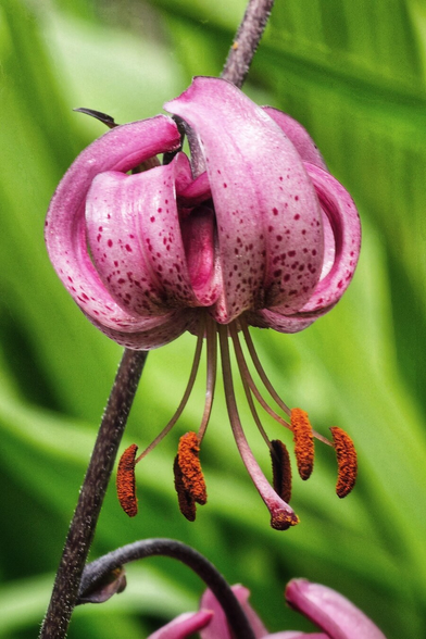 A close-up shot of a vibrant pink Turk's Cap Lily, its recurved petals speckled with darker pink spots. The long stamens with prominent orange anthers hang gracefully below the bloom, set against a softly blurred green background of foliage.