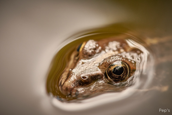 Tête d’une grenouille ressortant de l’eau