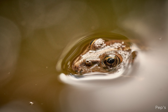 Tête d’une grenouille ressortant de l’eau