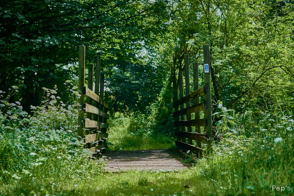 Pont entourée de carottes sauvages