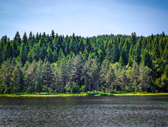 A landscape featuring a body of water in the foreground and a dense forest in the background, all under a clear blue sky. The water, which appears dark and calm, dominates the lower half of the image. Its surface is slightly rippled. Above the water, a verdant forest stretches across the background. The trees are predominantly evergreens, with their dark green foliage creating a lush and dense appearance. 