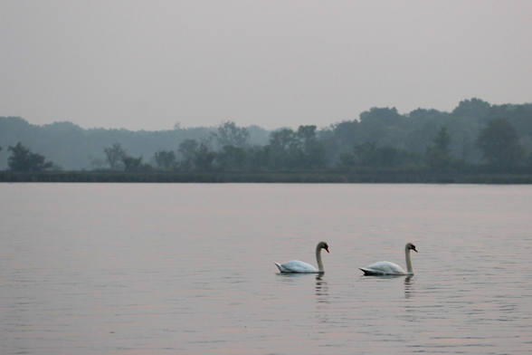 Photograph of two mute swans on a lake with smoke and haze softening the trees in the background.