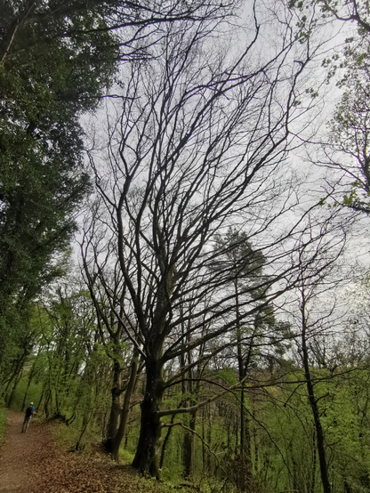 Sur un chemin de forêt, un arbre squelettique lance ses branches vers le ciel