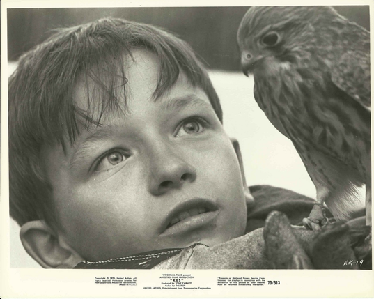 A working-class English boy spends his free time caring for and training his pet kestrel.