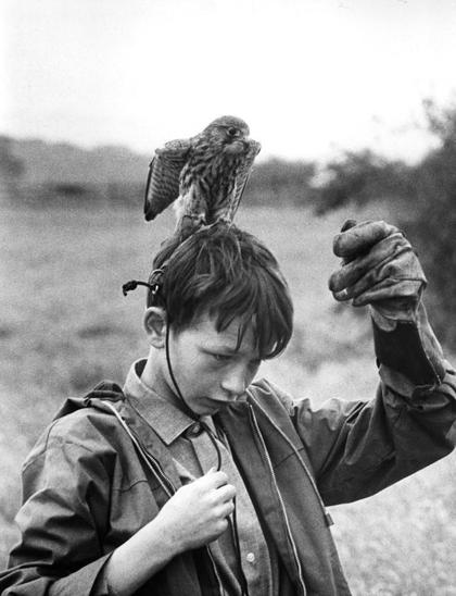 A working-class English boy spends his free time caring for and training his pet kestrel.